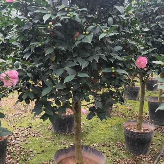 漳平市茶花树  香妃茶花，花为粉红色，开花带有香味，株型精美，棒棒