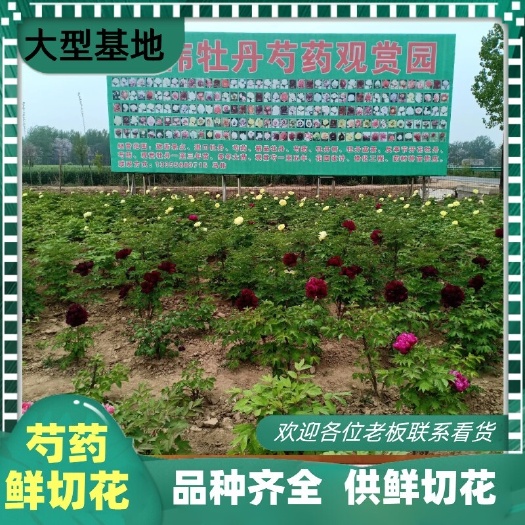 亳州多花芍药  马伟牡丹芍药观赏园，大量供应芍药鲜切花，普通品种，精品保质量