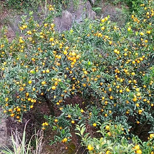 钟山县蜜桔 大量供应马水桔
