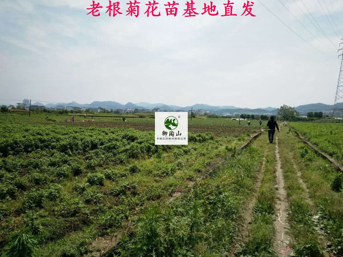 2023年金丝皇菊苗婺源皇菊苗七月菊苗黄山贡菊苗。