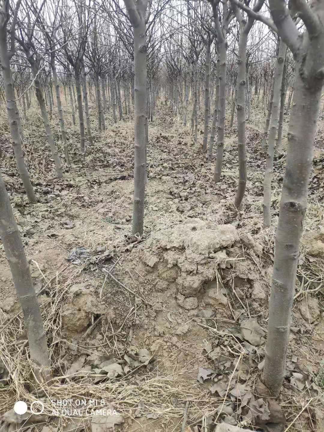 皇冠梨苗  3公分皇冠梨树苗