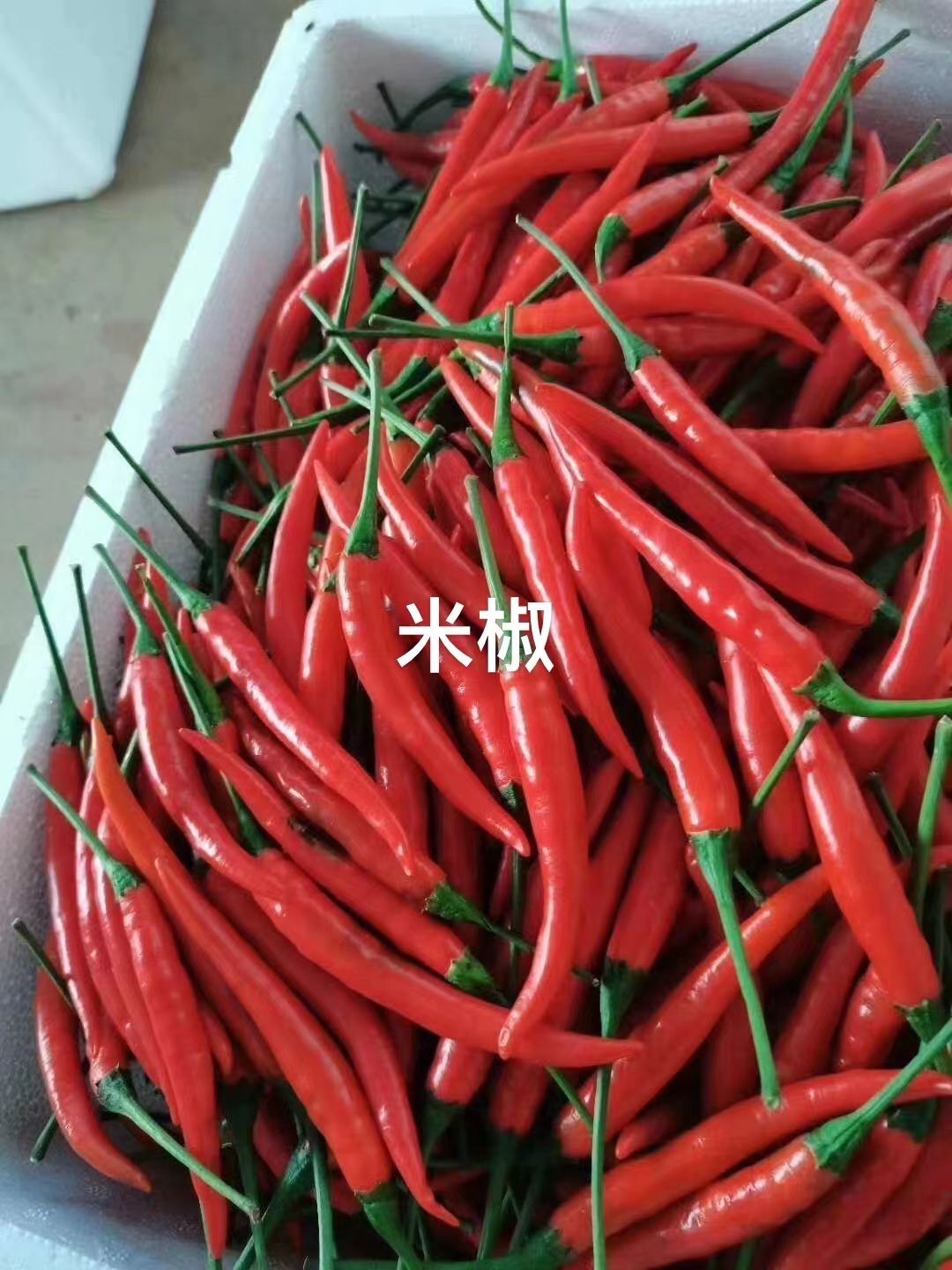 小米椒 贵州省黔西南布依族苗族自治州安龙县 