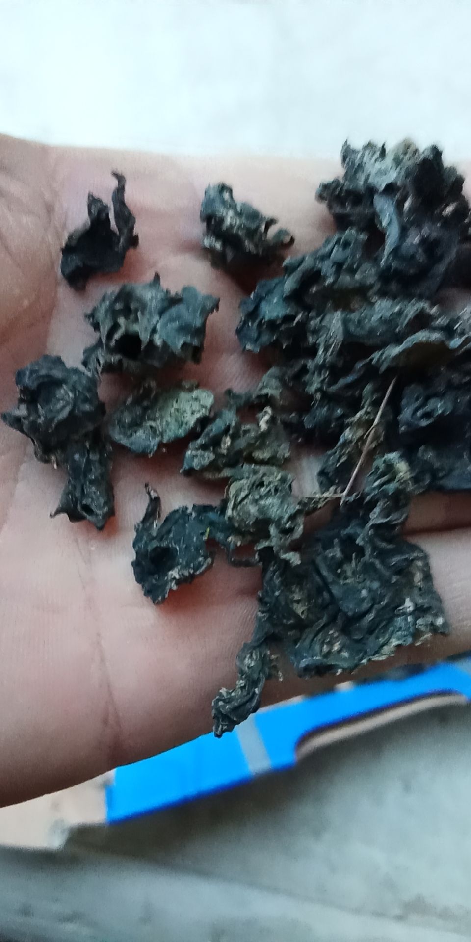  野生地皮菜（地软子，雷公屎，地衣菜）质量上佳，营养好