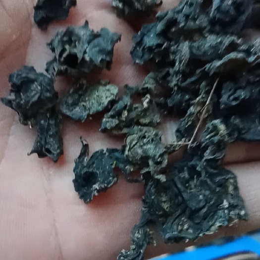 固原 野生地皮菜（地软子，雷公屎，地衣菜）质量上佳，营养好