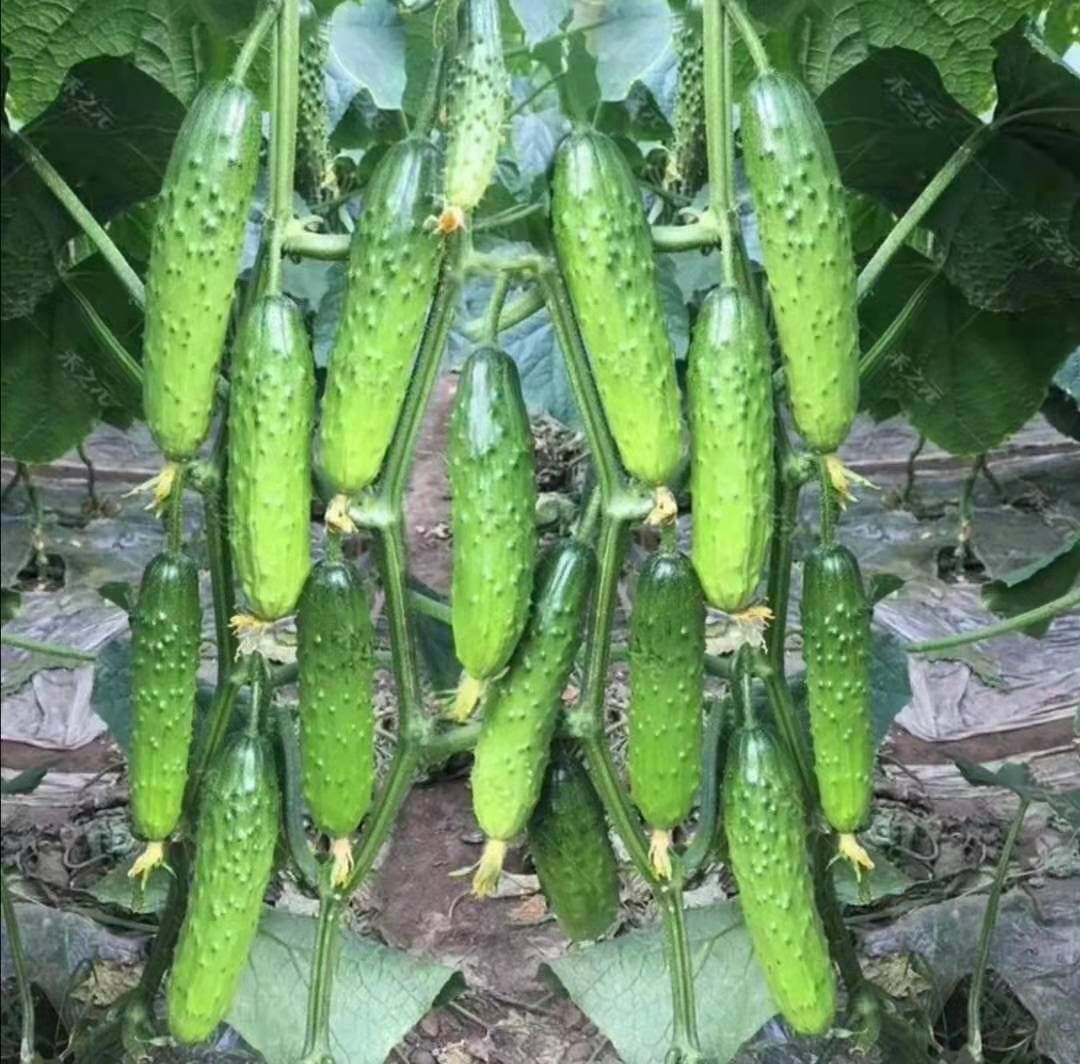 黄瓜种苗  旱黄瓜苗