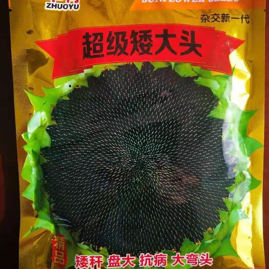 聊城油葵种子