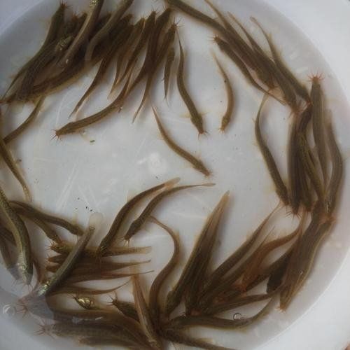 重庆市泥鳅苗