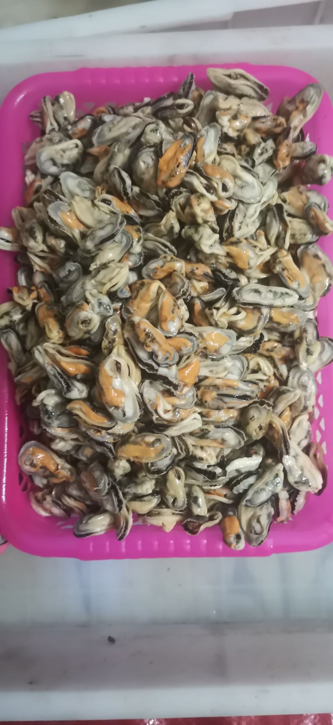 海虹  青口贝，新鲜口感相当好