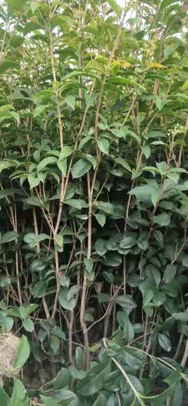 一米左右四季桂花苗。