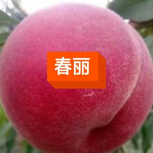 平邑县春丽桃树苗 0.6公分以上