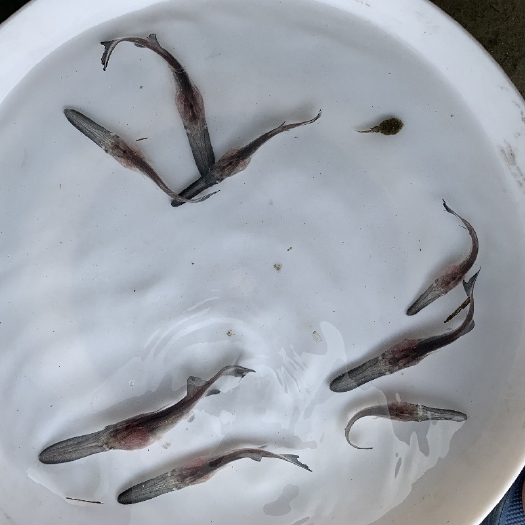 广州优质鸭嘴鱼苗活体鸭嘴鱼苗小鸭嘴鱼苗淡水食用养殖鱼场