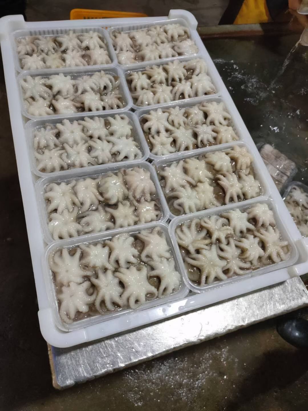 章鱼  东山岛2去金耳朵花5盒起