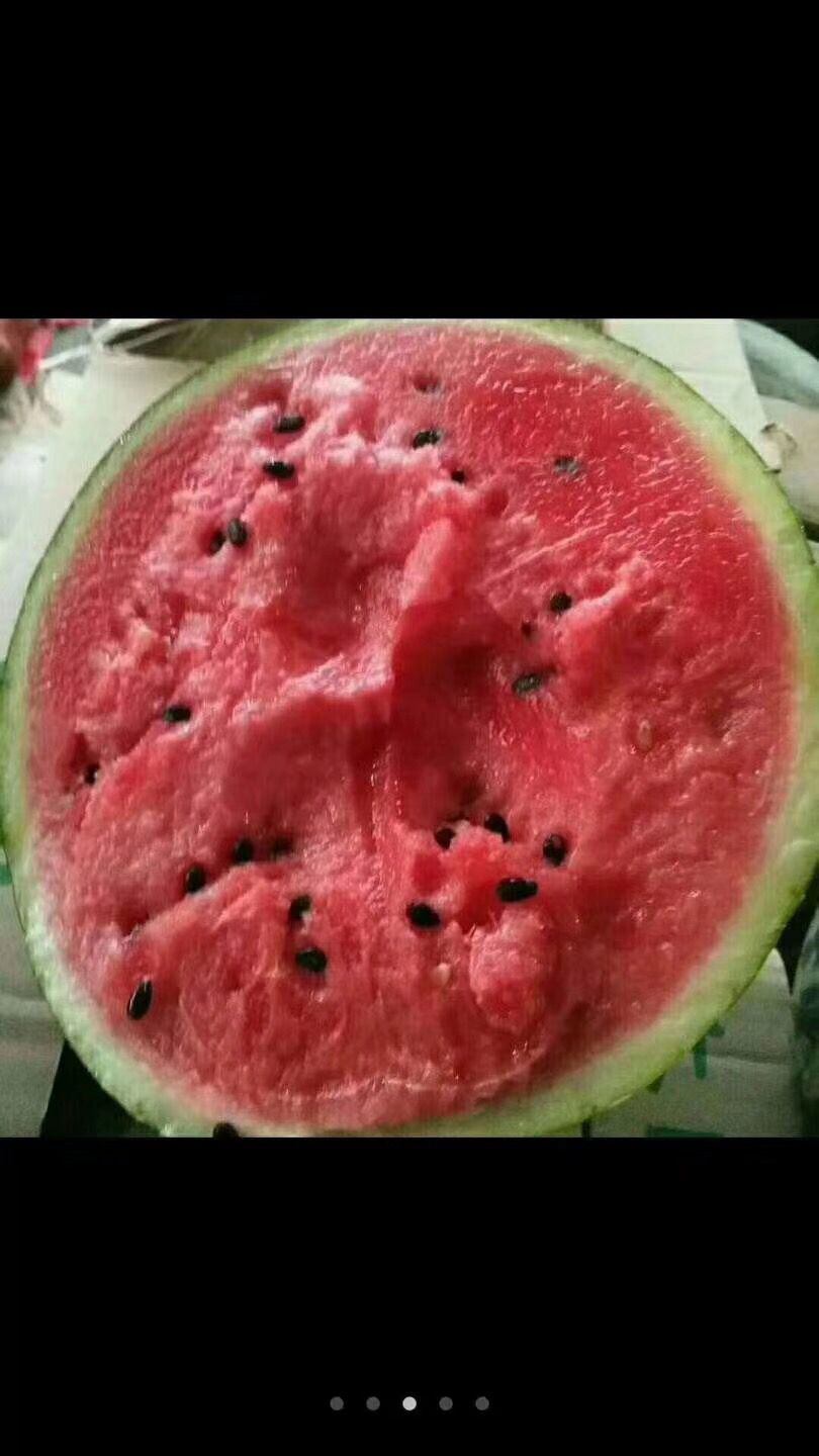 麒麟西瓜  《推荐》潍坊8424麒麟美都西瓜大量上市，保质保量，诚信可靠