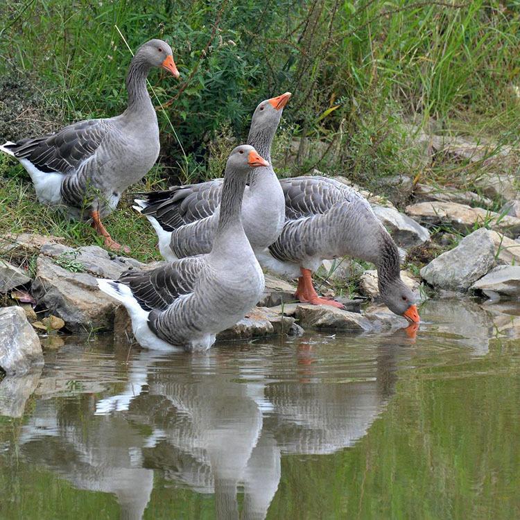  朗德鹅苗 包技术 包运输 免费搭建温鹏