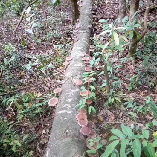清远野生香菇  阳山野生木头香菇，香滑，爽口，可滚汤，可蒸鸡，