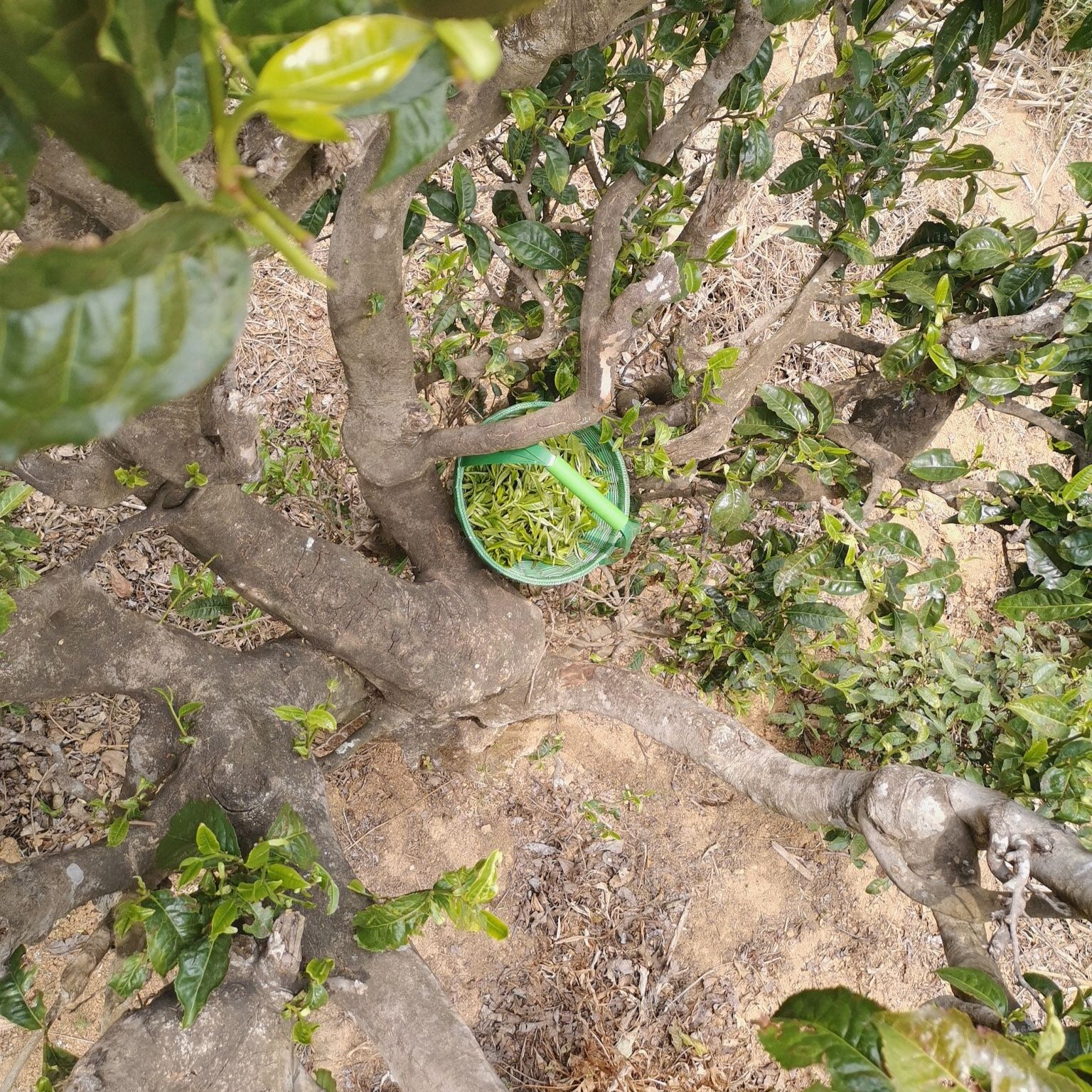 红茶  百年古树茶