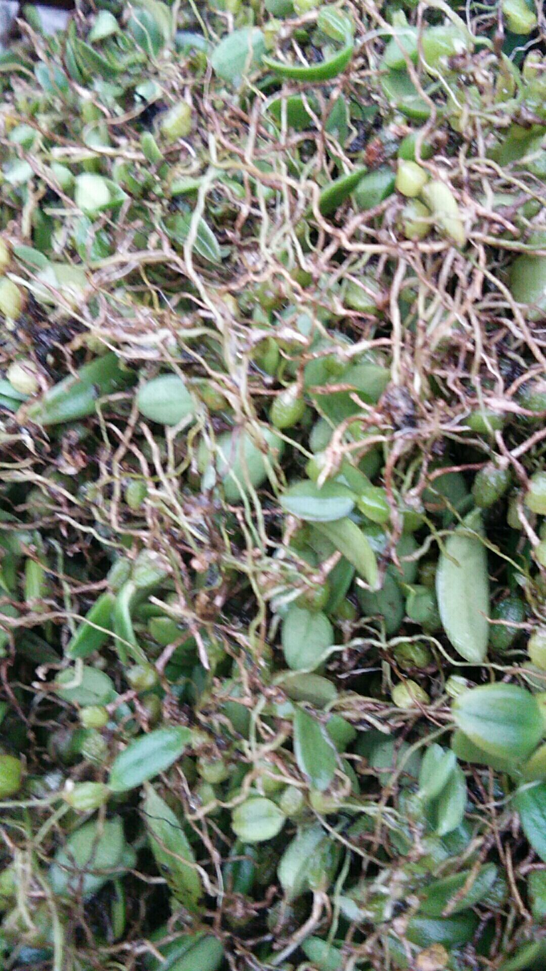 石橄榄  石豆兰，尖叶石豆兰，精品石米，小果，硬叶！