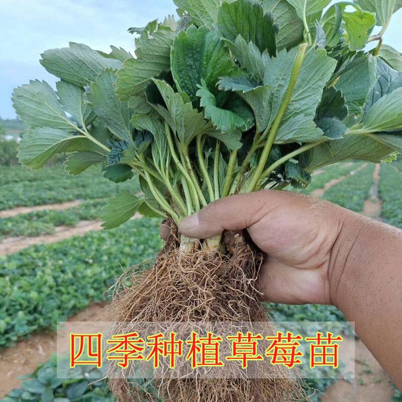 草莓苗南方北方阳台种植苗果树当年结果