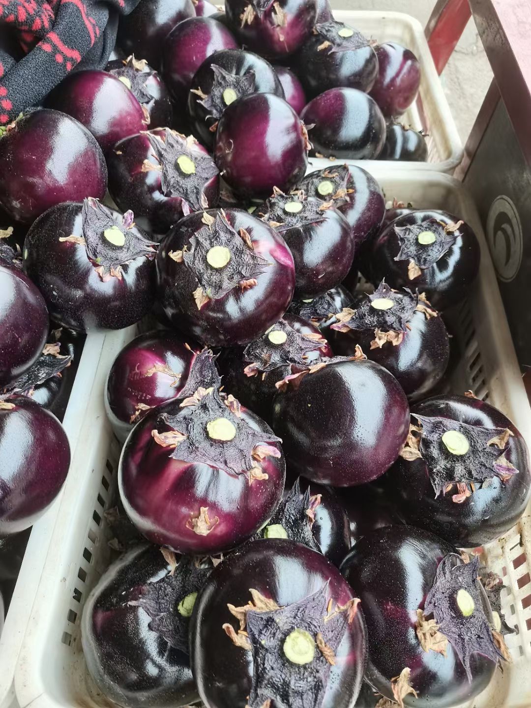 圆茄 山东省聊城市莘县 