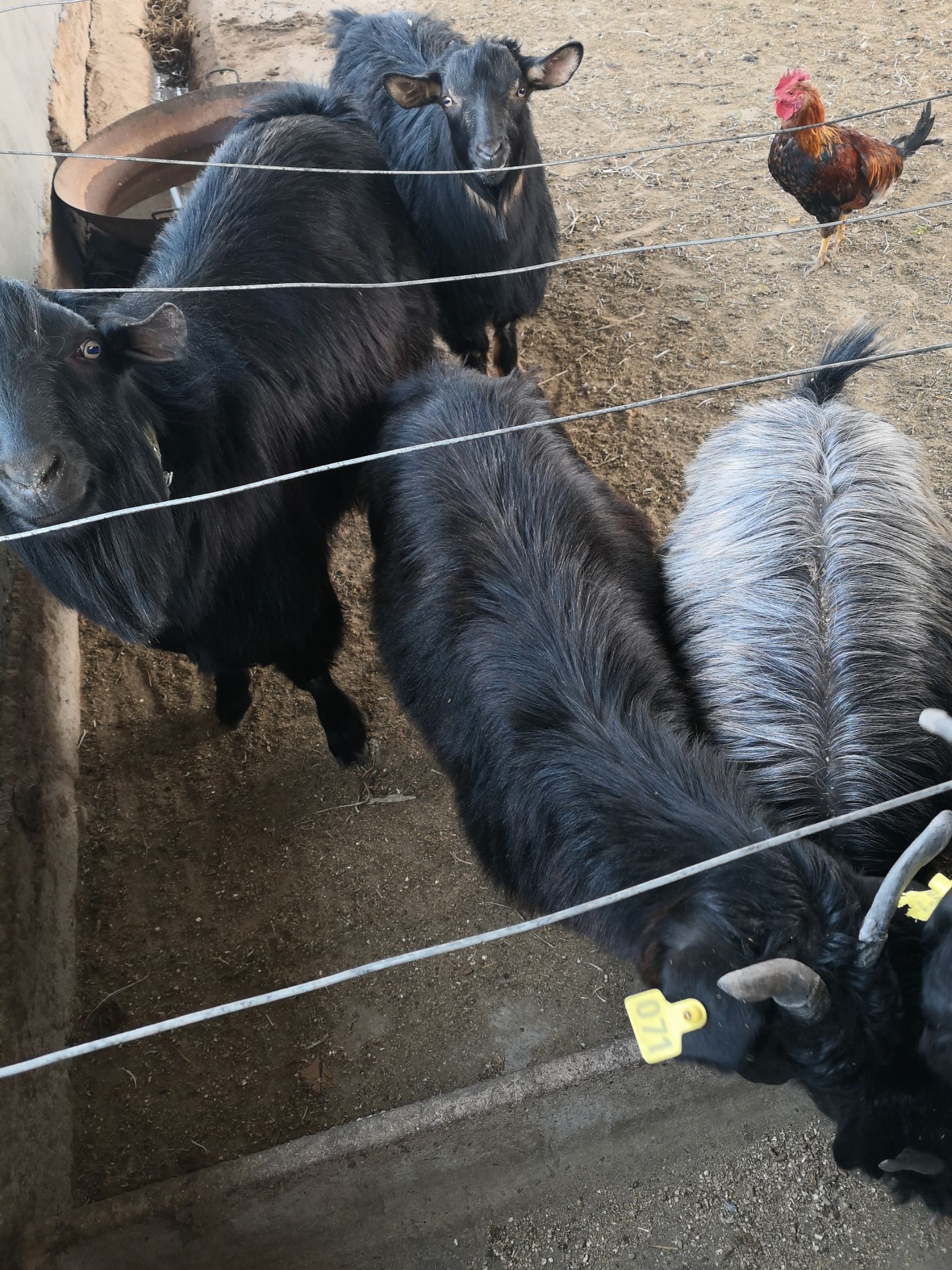 黑山羊，黑绒山羊