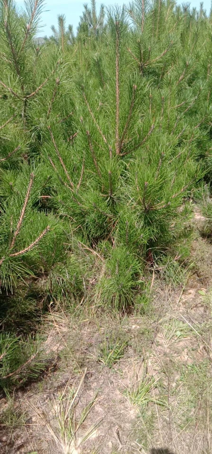 山地油松  油松，云杉，占地大量供应