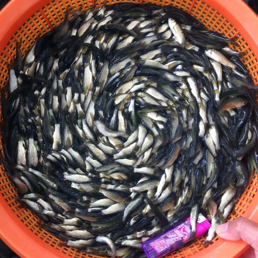 广州 草鱼苗 白鲩鱼苗 草鱼鱼苗 四大家鱼苗