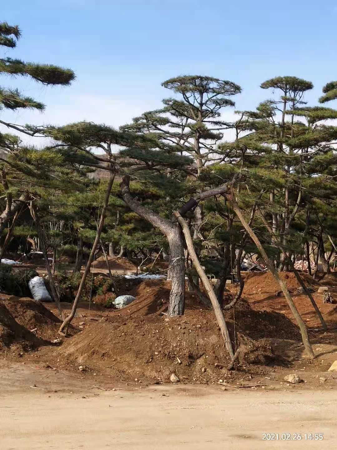 东北油松  景观松树，造型油松，造型黑松，园林别墅小区绿化精品造型松