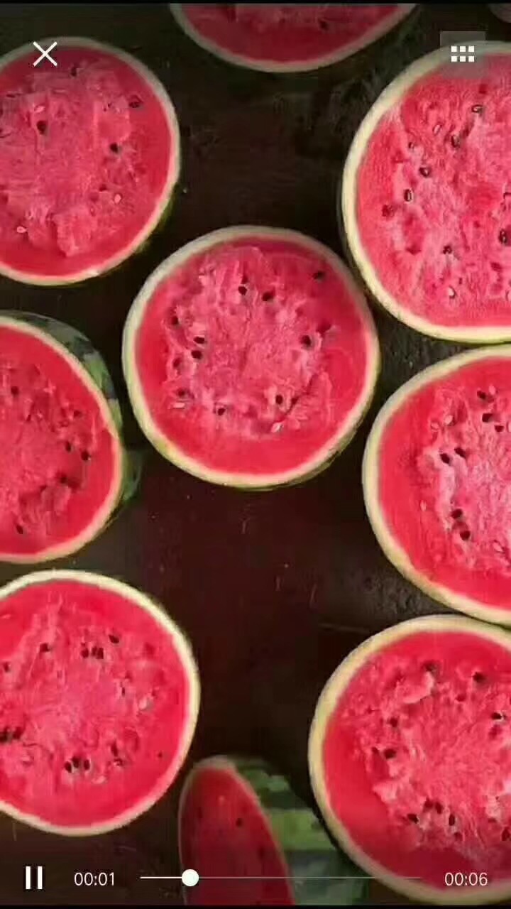 8424西瓜  《推荐》潍坊8424麒麟美都西瓜大量上市，保质保量，诚信可靠