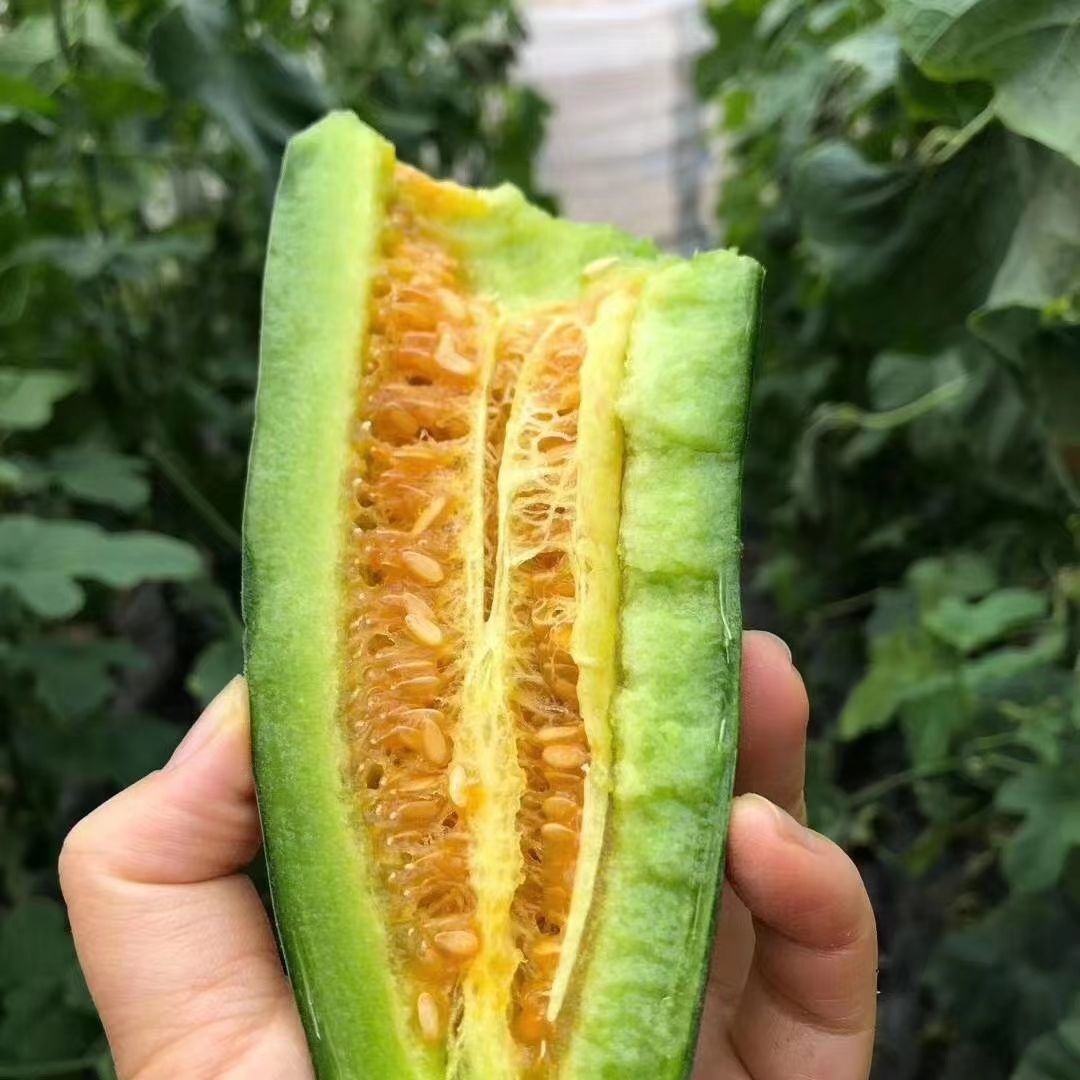 山东羊角蜜甜瓜水果新鲜包邮小密瓜香瓜蜜瓜绿香瓜5斤应当季整箱