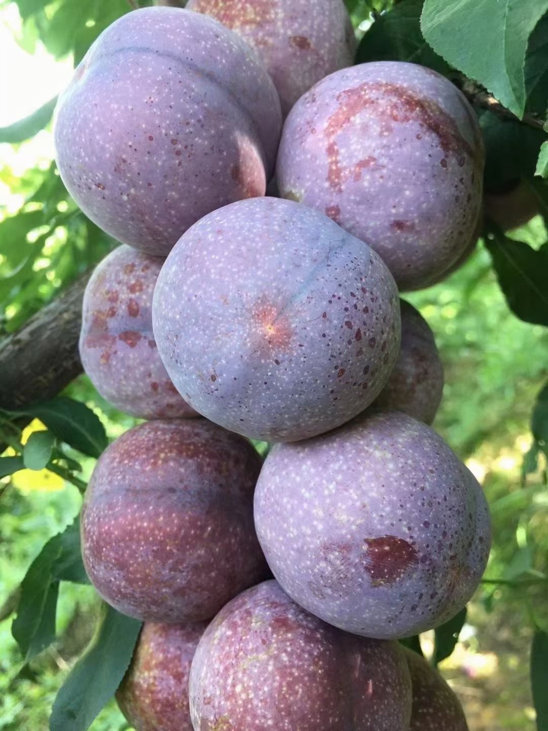 青脆李苗  三华李树苗 早熟三华李 晚熟三华李