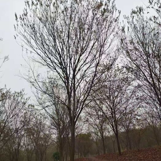 句容市红榉 