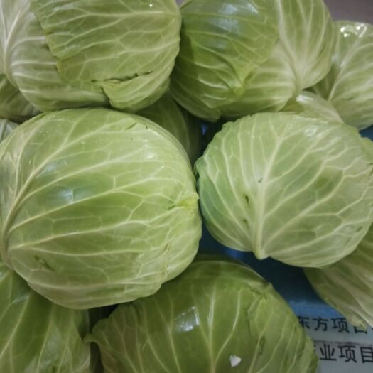 绵阳平包菜 农家自种有机蔬菜，无公害，新鲜价格实惠。好吃不贵。大棚生产