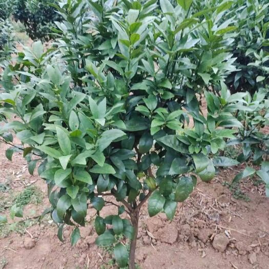 荔浦市沃柑苗 沃柑移栽大苗，沙糖橘果树，罗汉松，茶花，金葵早熟沙糖橘