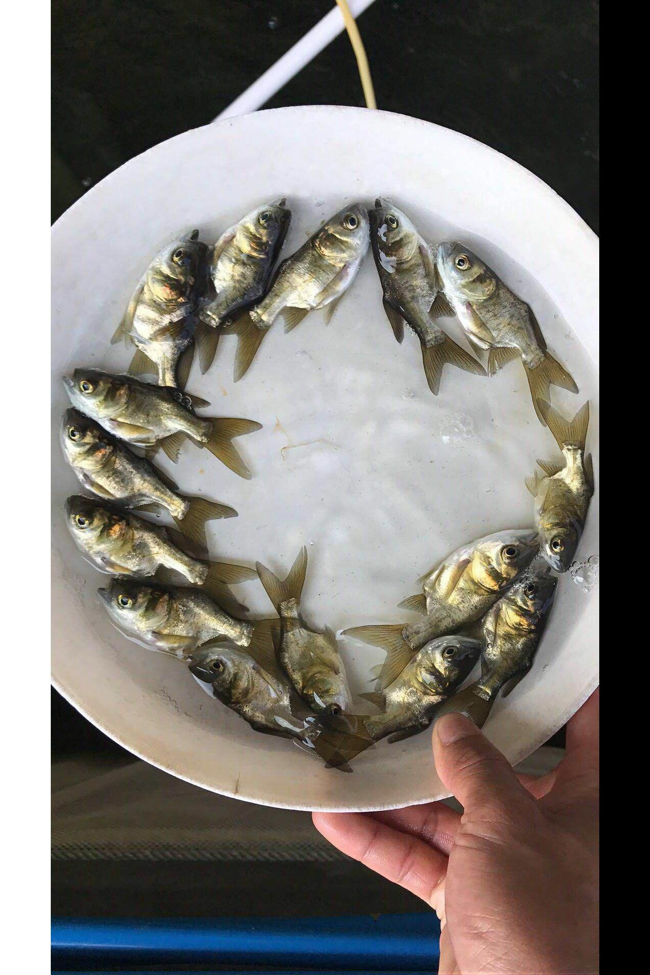 缩骨大头鱼苗 花鲢鱼苗 胖头鱼苗缩骨 鳙鱼苗活体淡水鱼苗