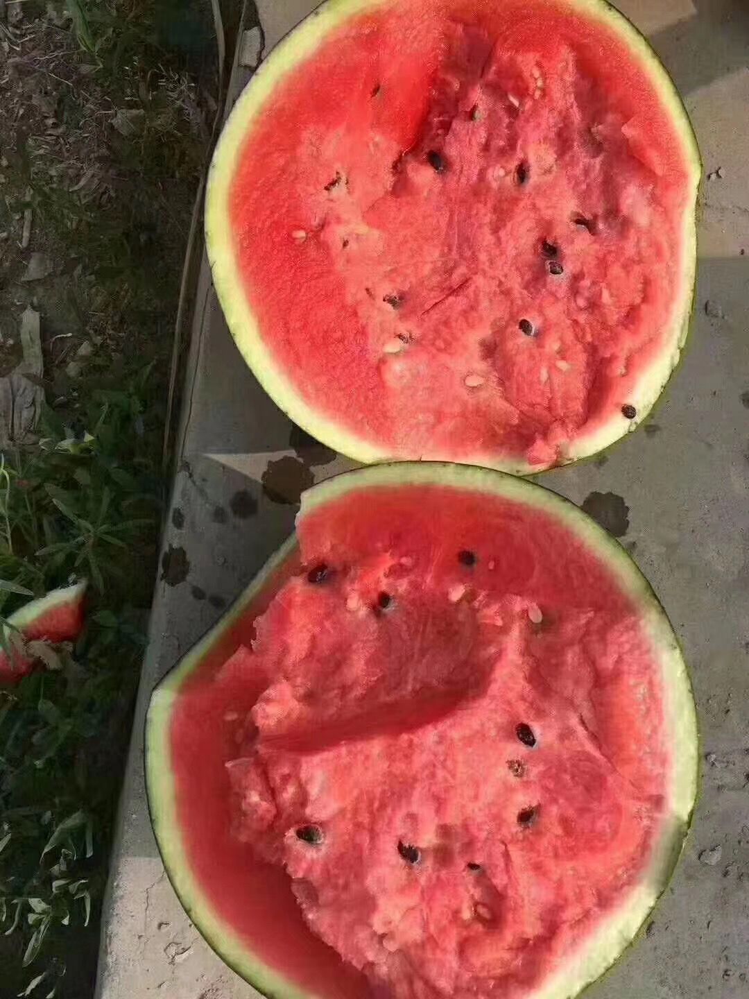 《推荐》潍坊甜王西瓜大量上市，保质保量，诚信可靠