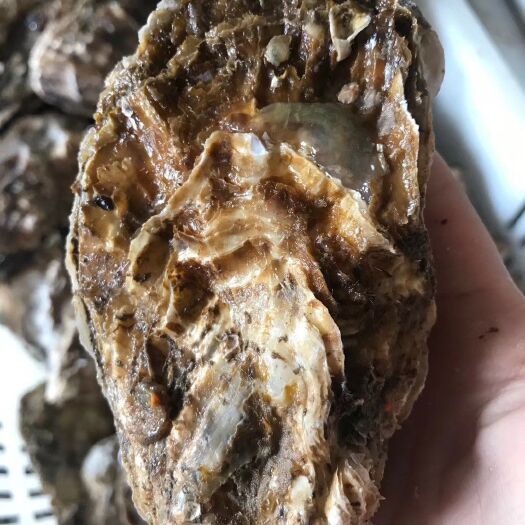 大连三倍体生蚝  生蚝，大连生蚝，2倍体生蚝，牡蛎，蛎蝗！