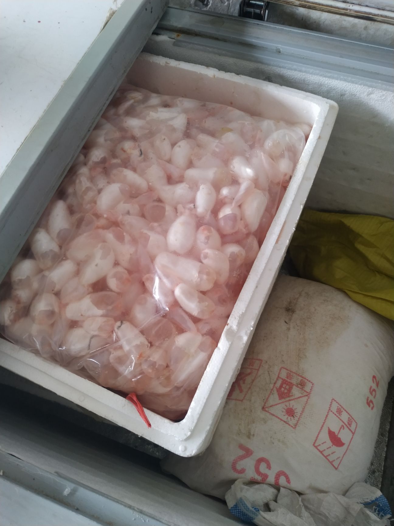 鲜鱼鳔 新鲜鱼泡鱼胶白鲢鱼鳔鱼泡 新鲜发货