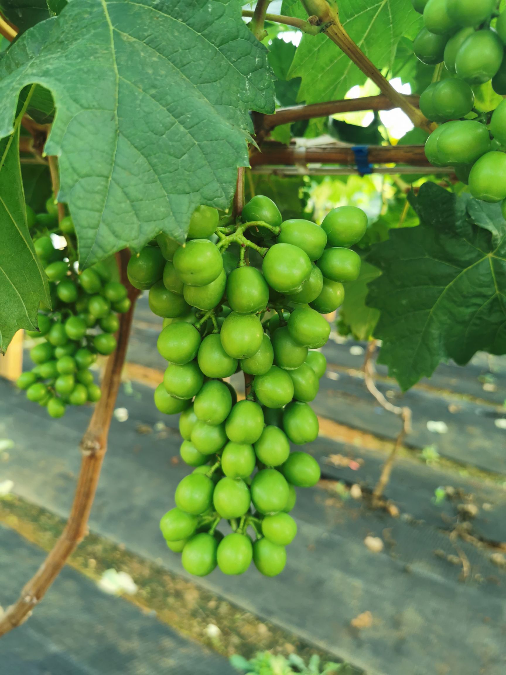 阳光玫瑰 4月底，红河州蒙自市沃农川葡萄园开售。地址蒙自市云林佳园