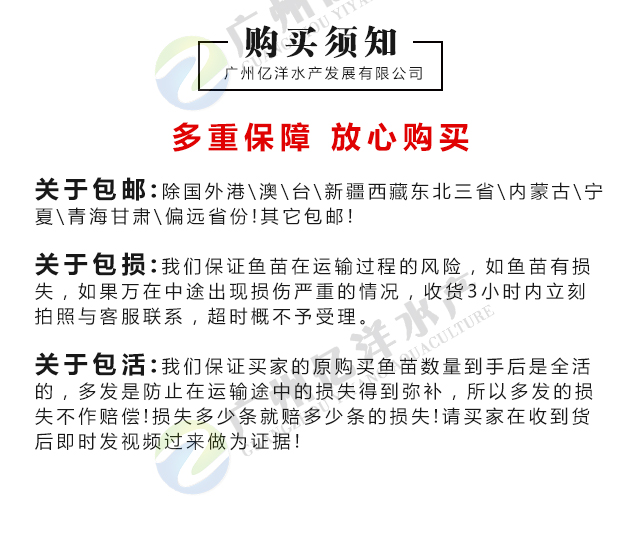 鲫鱼苗 中科5号鲫鱼苗 抗病良种长速快 免费送货