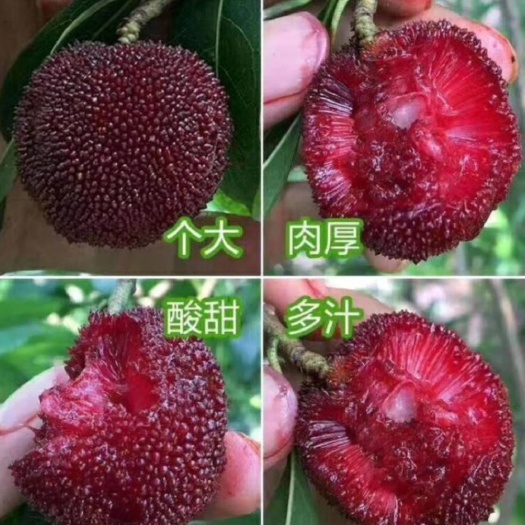 灵山县 大黑炭杨梅树苗