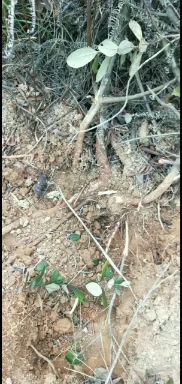 桃金娘根，山稔根，山稔根。