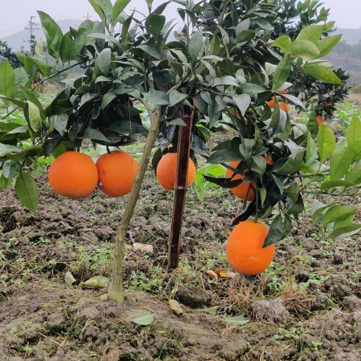 秀山脐橙苗脐橙树苗
