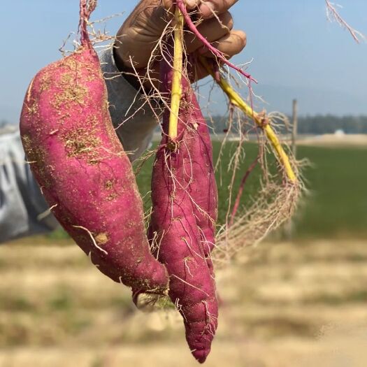 板栗薯 地瓜中的劳斯莱斯超级好吃的海南富硒桥头地瓜