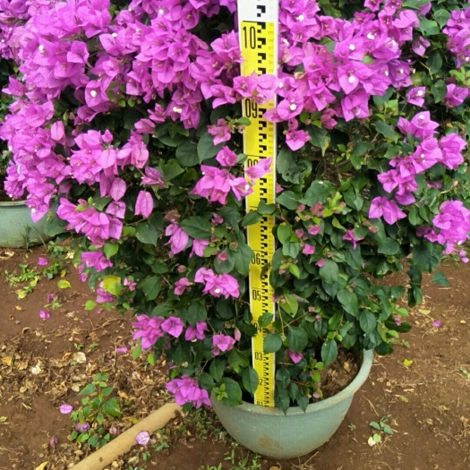 紫花三角梅 100/150