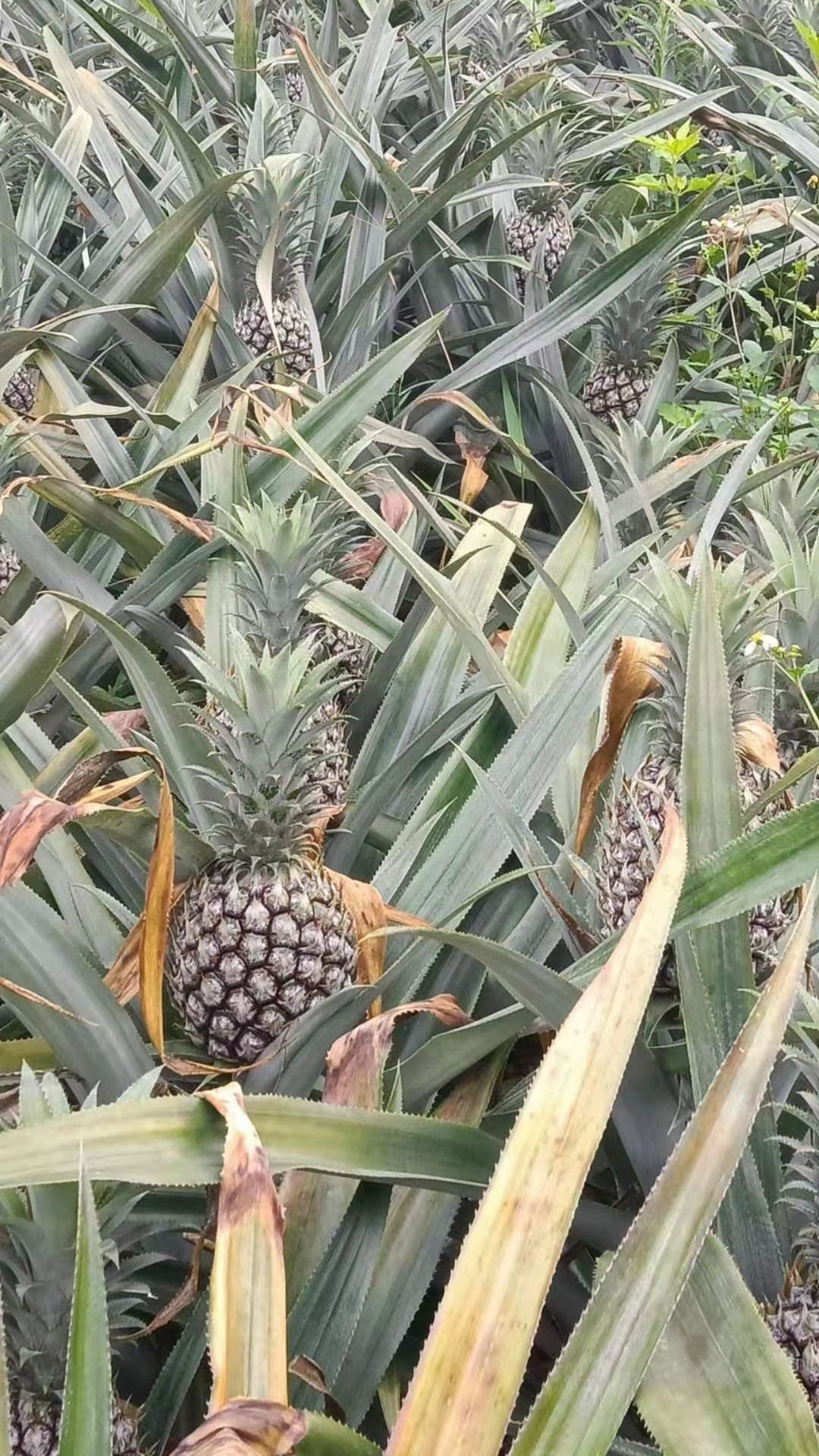  香水菠萝