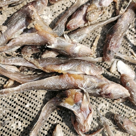 滨州沙光鱼  渤海湾新腌制好的一款咸鱼，狗光鱼，满黄满籽，