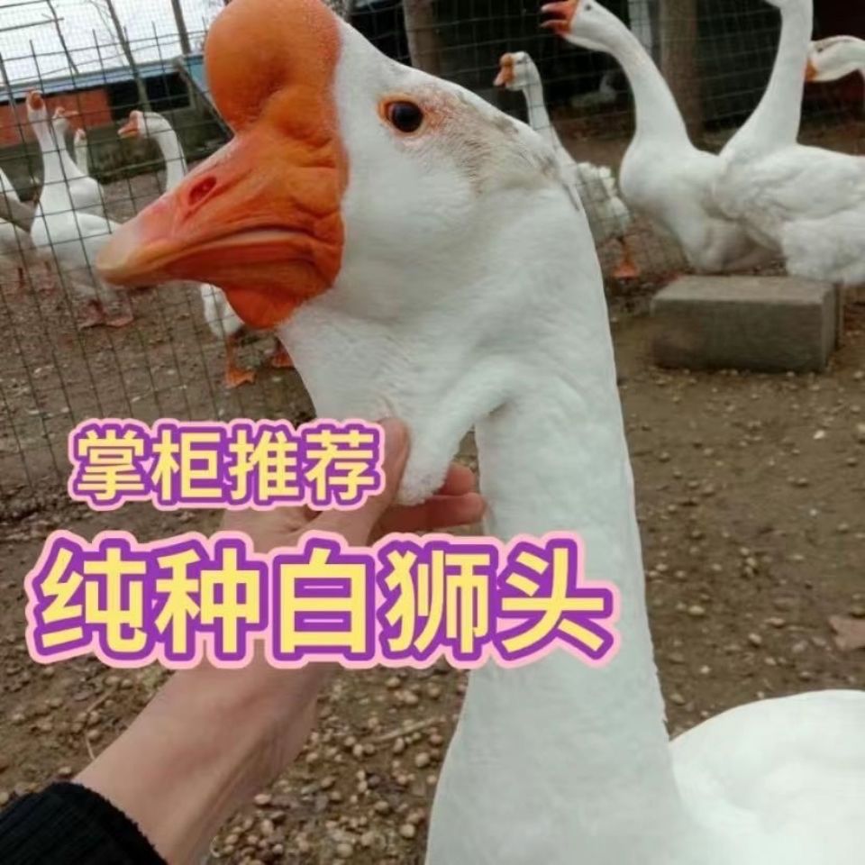 ۩ ʨͷ   Ѵգṩǰ