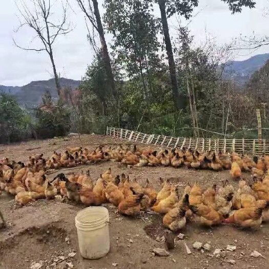 奉节 养的青脚土鸡，已经下蛋3个月了，有鸡有蛋有图有真相