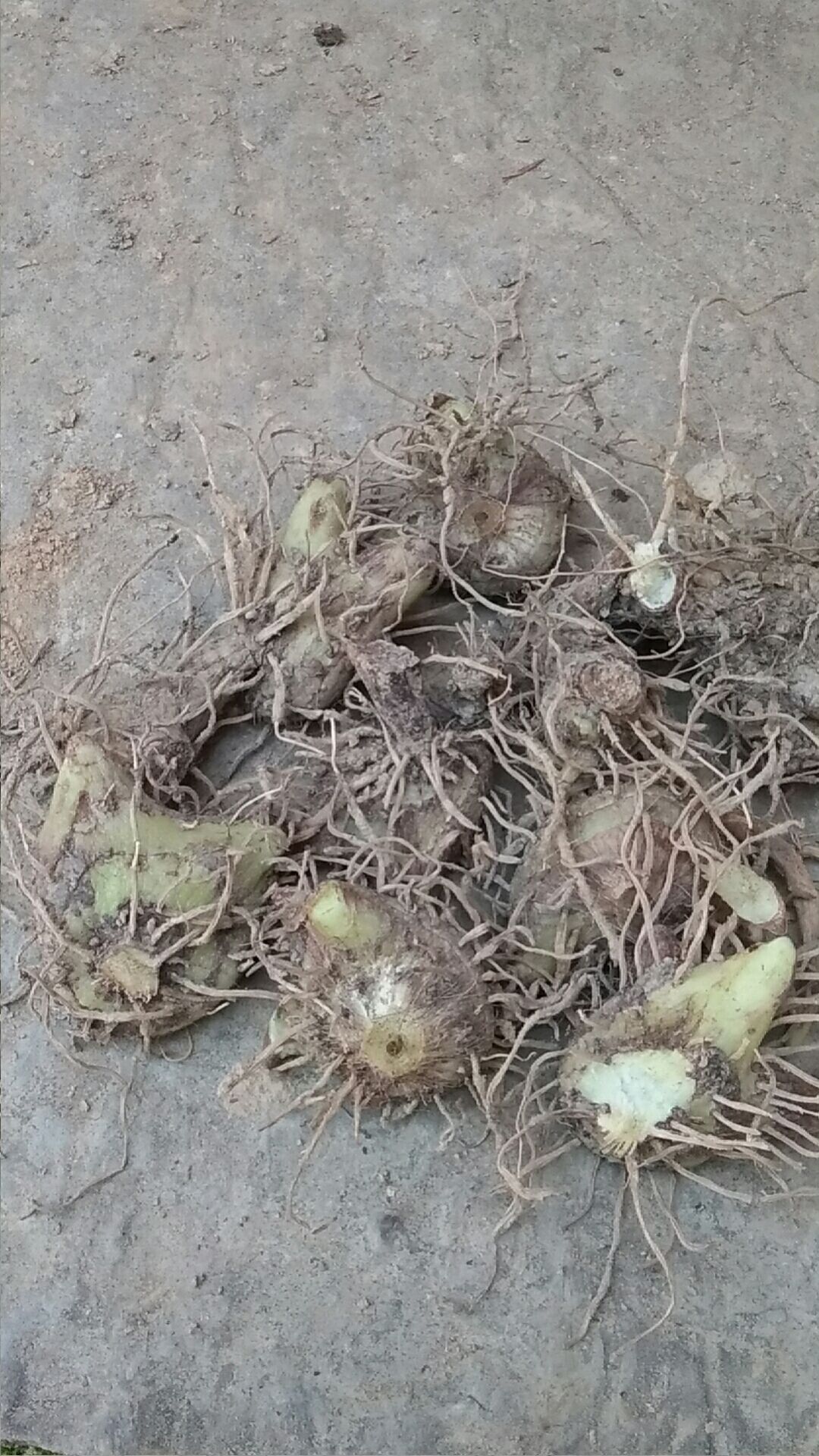 白及  三叉紫花白芨，五年，干货100/斤，湿货20一斤