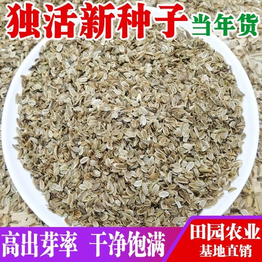 昆明肉独活种子 当年新采种子 干净饱满 高出芽率